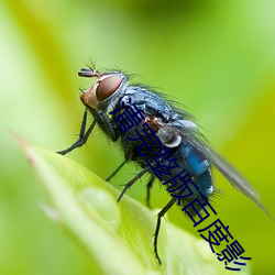 清完整(zhěng)版百(bǎi)度(dù)影