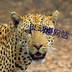 BL动(動)漫网站(站)
