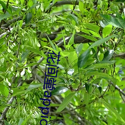 花间堂(堂)appios版(版)