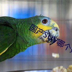 国产SUV哪个好