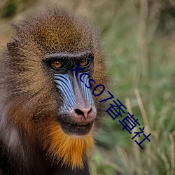 xcs07香草社