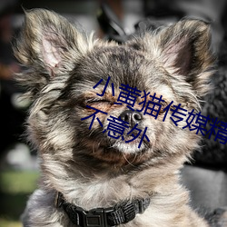 小黄猫传媒精品入口人气攀升?网友:不意外 （未卜先知）