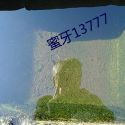 蜜牙13777