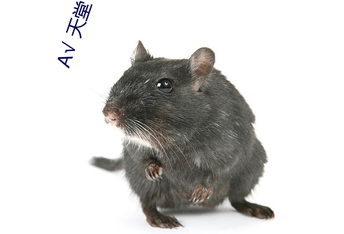 √ 天堂 在线官网中文