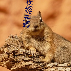 刷禮物帶震動的彩色直播