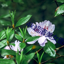 4k超清美女图片(片)竖(豎)屏