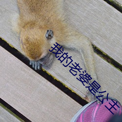 我的老婆是公主