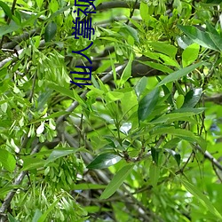 仙人掌视频app下载载 （连帙累牍）