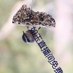 如(rú)玉直播间免费(fèi)下载