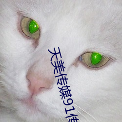 天美傳媒91傳媒
