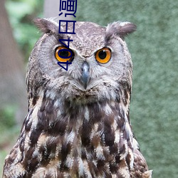 404日逼軟件下載。