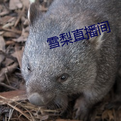 雪(雪)梨直(直)播(播)间