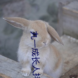 九(九)一(一)成长人抖音