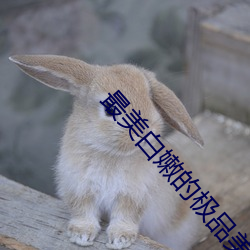 最美(美)白嫩的极品美女ASSPI