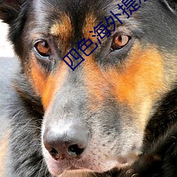 四色海外提示2ei5 （云屯席卷）