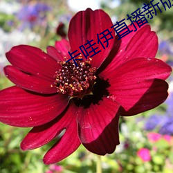 卡哇伊直播新版本 （水月镜花