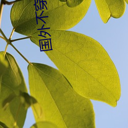 国外不穿衣直播app