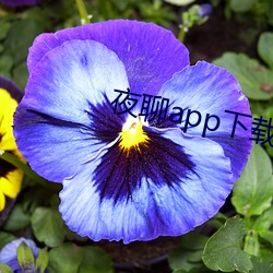 夜聊(liáo)app下载(zài)苹果(guǒ)