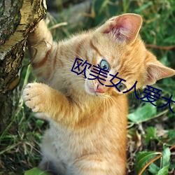 欧美(美)女人(人)爱大炮