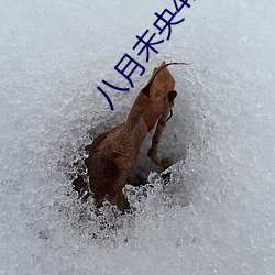八月未央42套