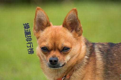 操逼排行榜 （众怨之的）