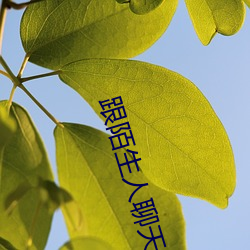 跟陌生人聊天最火软件