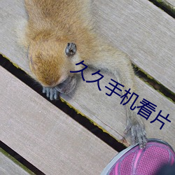 久久手機看片
