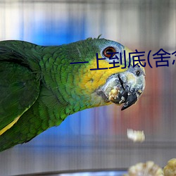 一上到底(舍念念) （系风捕景）