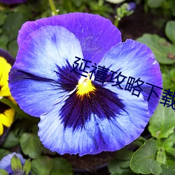 延禧攻略下載