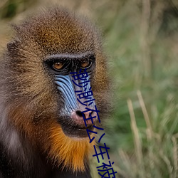 渺渺在公車被灌滿JING液