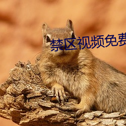 禁区视频免费观看