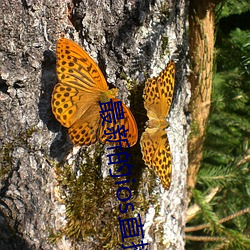 最新(xīn)的ios直播(bō)平台