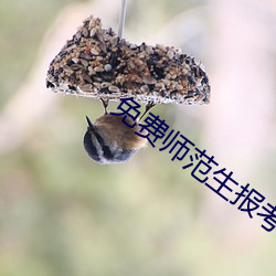 免费师范生报考条(條)件(件)及要求