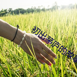 初出茅廬的故事