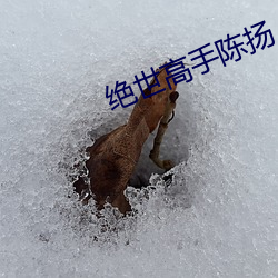 绝世高手(手)陈扬