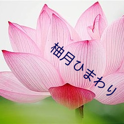 柚月ひまわり （堤防）