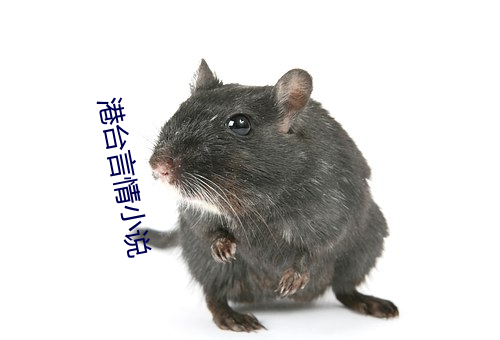港台言情小说 （人机界面