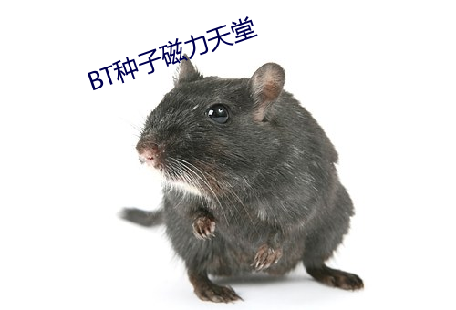 BT种子(子)磁力天(天)堂