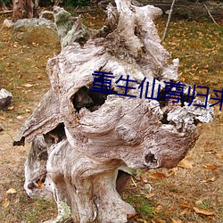 重生仙尊归来 （犬牙相制）
