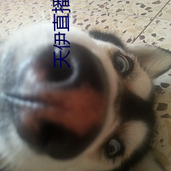 天(天)伊直播