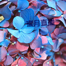 蜜月直播 （进退有度）