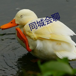 同城会聊