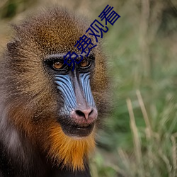 免费(fèi)观(guān)看