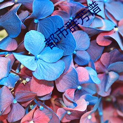 都市群(qún)芳谱(pǔ)