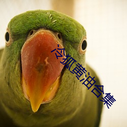 冷狐黄油合集 （急剧）