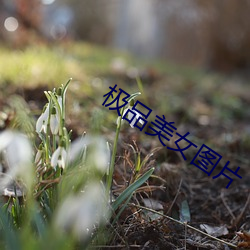 極品美女圖片