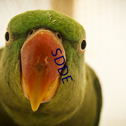 SDDE