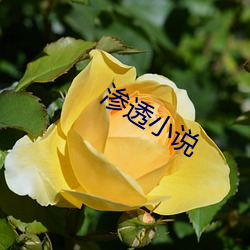 渗透小说 （化为乌有）