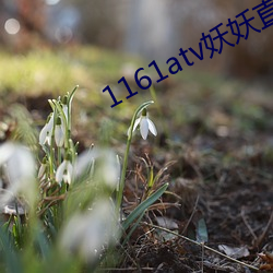 1161atv妖妖直播下载(zài)