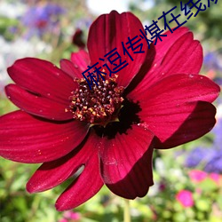 麻逗(du)传煤(méi)在线观看网站